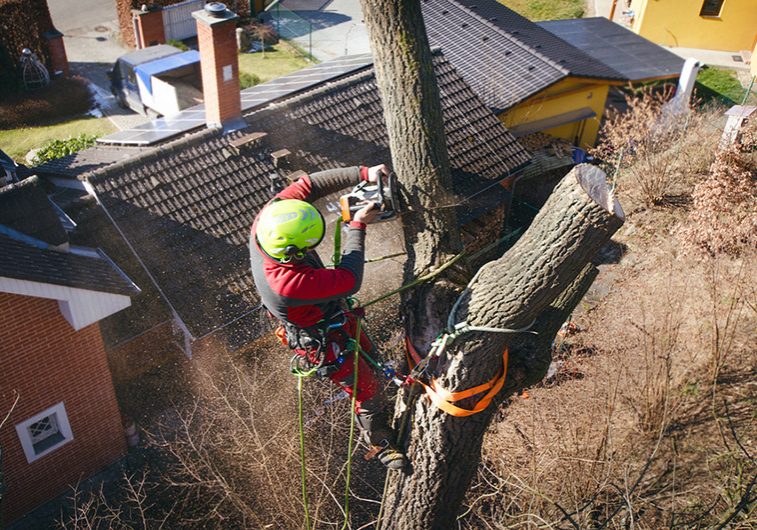 Using a crane to remove a tree in Vernon BC